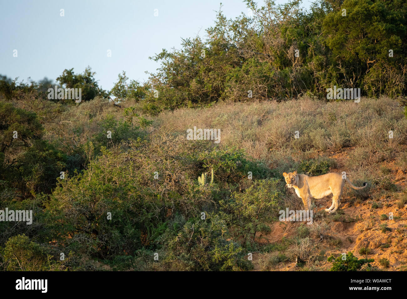 Lionne, Panthero leo, Amakhala Game Reserve, Afrique du Sud Banque D'Images