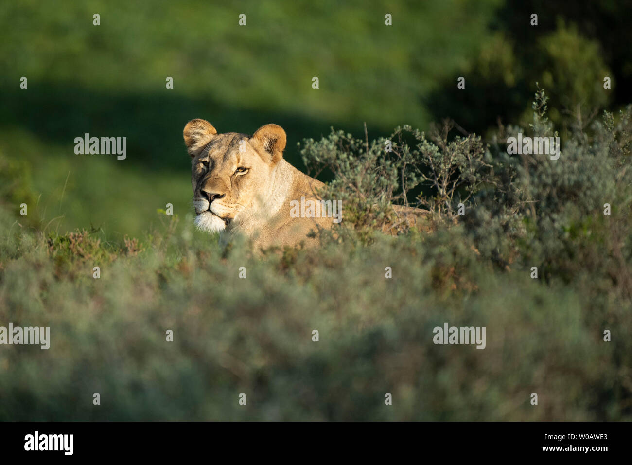 Lionne, Panthero leo, Amakhala Game Reserve, Afrique du Sud Banque D'Images