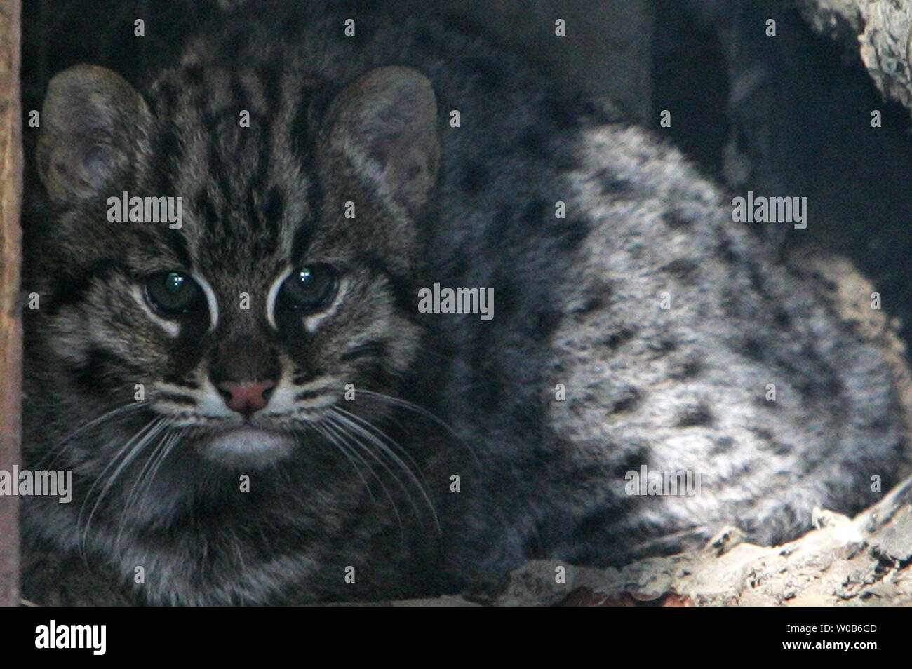 Une Semaine De Peche Bebe Chat Repose En Captivite A La Veranda Avec Vue Sur La Montagne Pres De Vancouver Colombie Britannique Le 5 Octobre 07 La Peche En Danger Critique Cat Provient