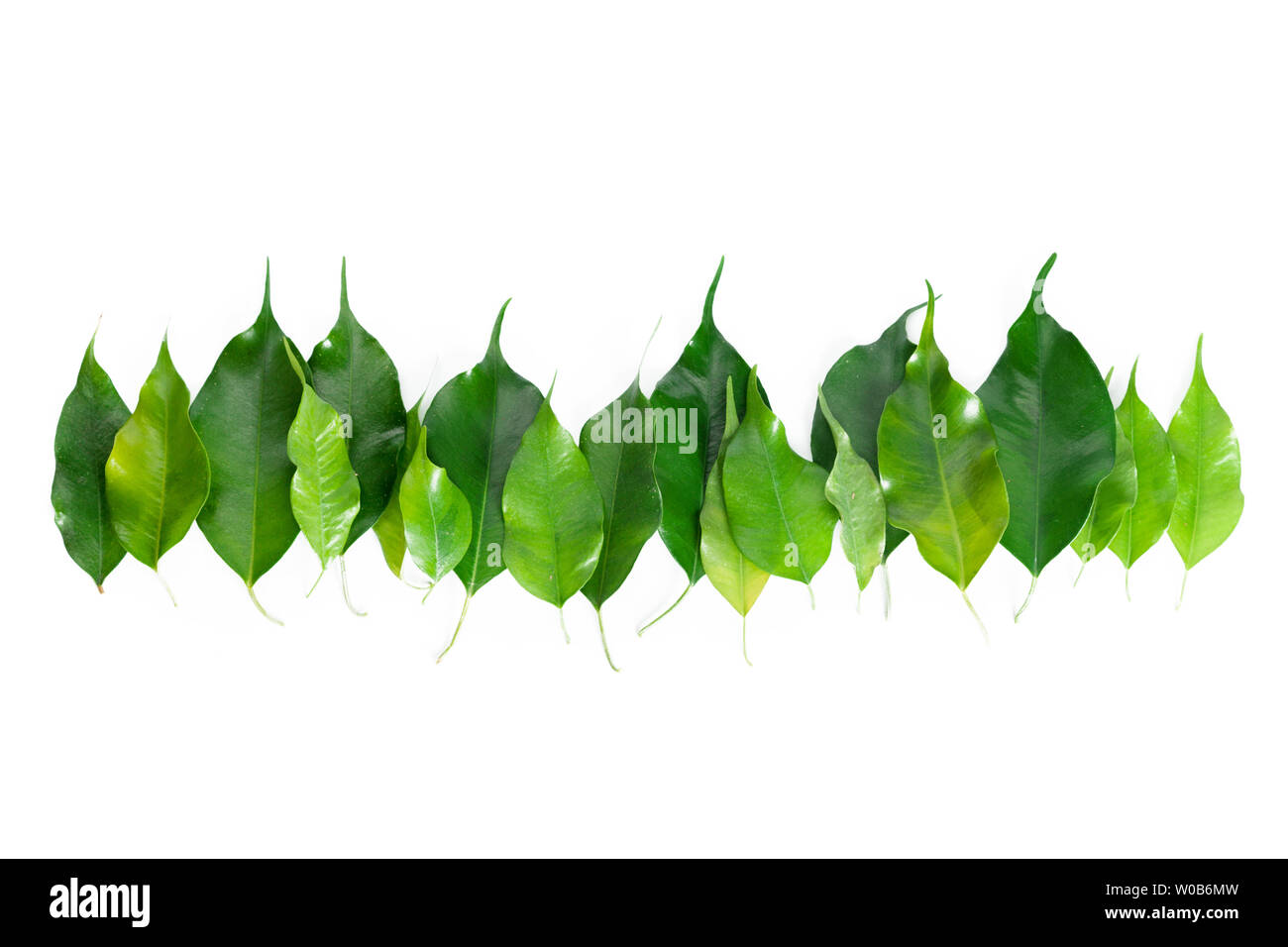 Leaf isolated on white Banque D'Images