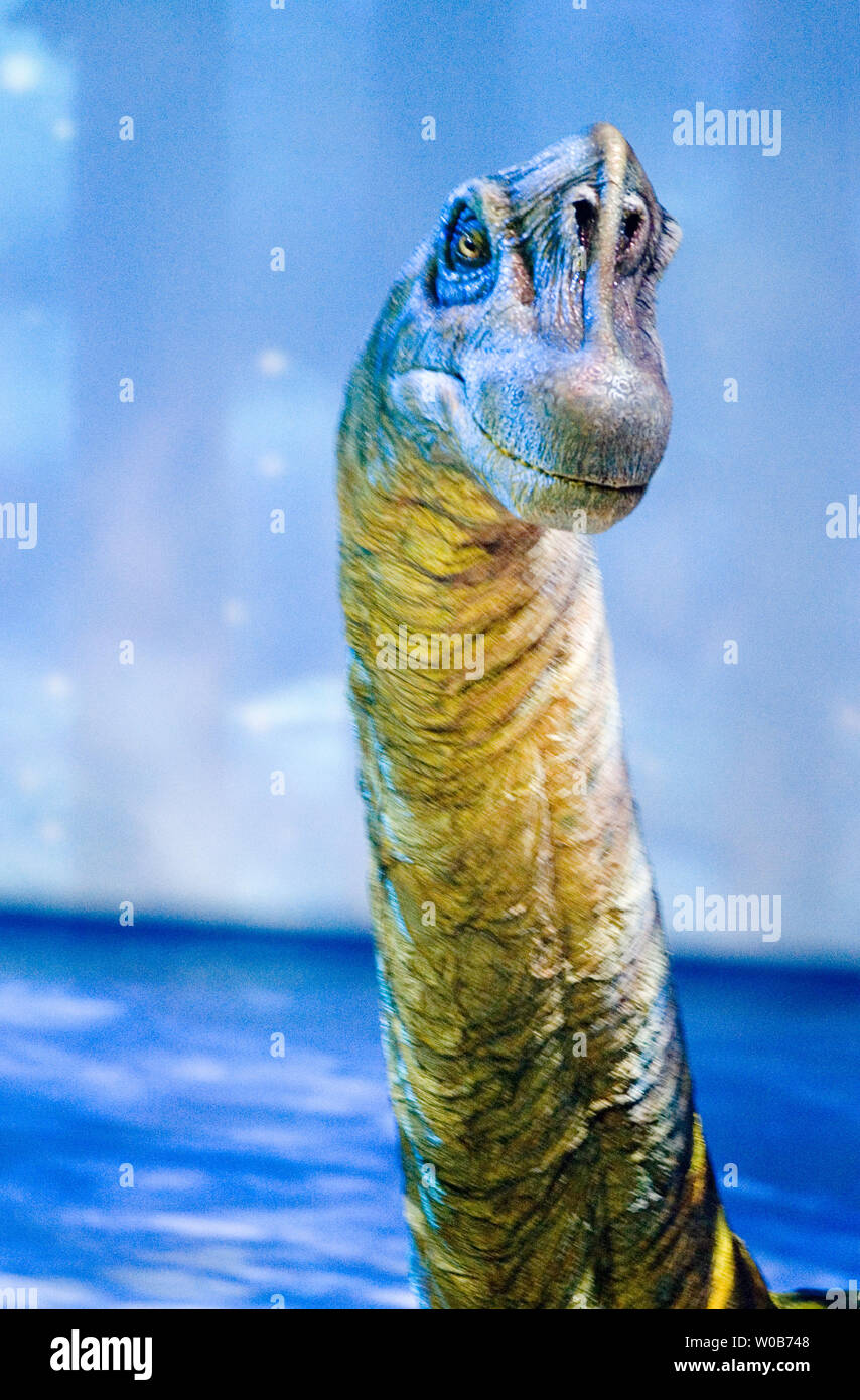 L Un Des Plus Grands Des Dinosaures Brachiosaurus Une Mere De La Fin Du Jurassique Cherche Son Bebe Pendant Les 90 Minutes De Walking With Dinosaurs L Experience Live Show Au Gm Place