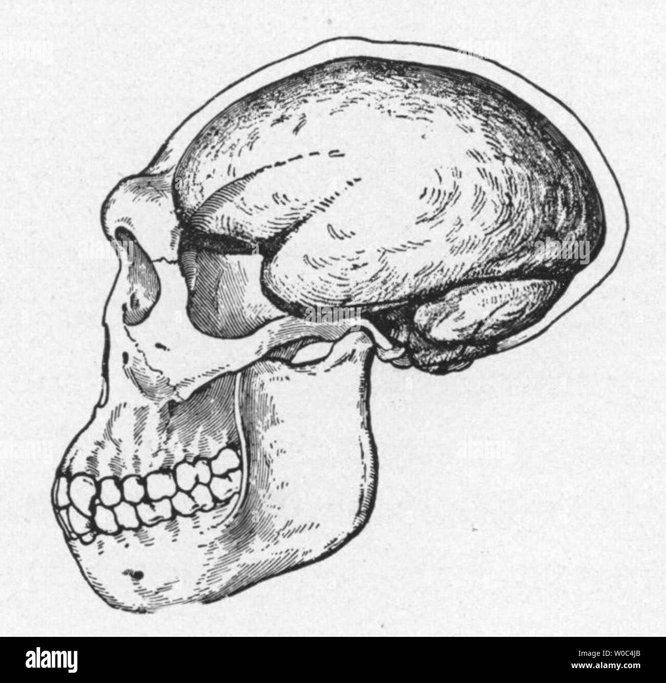 1922 reconstruction d'un crâne Java Man, Banque D'Images