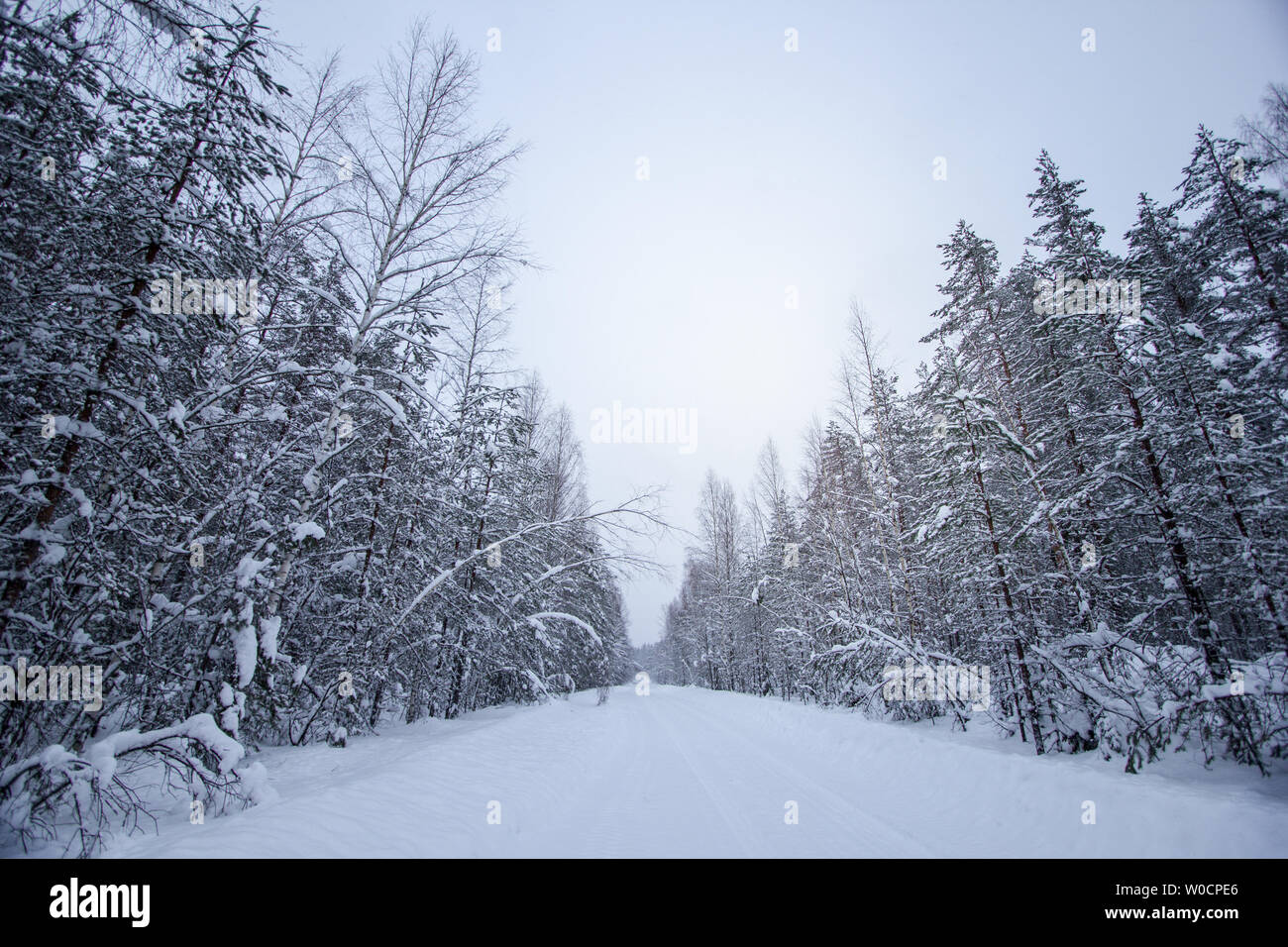 Paysage d'hiver dans la forêt enneigée à Saint-Pétersbourg, Russie Banque D'Images