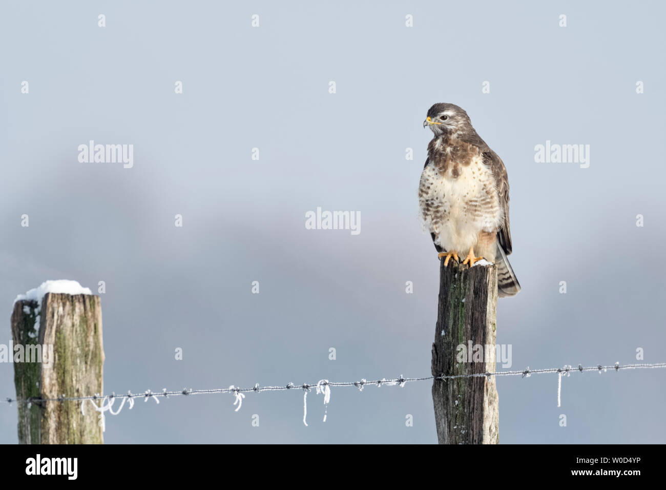 Buse variable (Buteo buteo) par une froide journée d'hiver glaciale, de la chasse, une clôture pole drôles, long cou, la faune, l'Europe. Banque D'Images Buse variable (Buteo buteo) par une froide journée d'hiver glaciale, de la chasse, une clôture pole drôles, long cou, la faune, l'Europe. Banque D'Images
