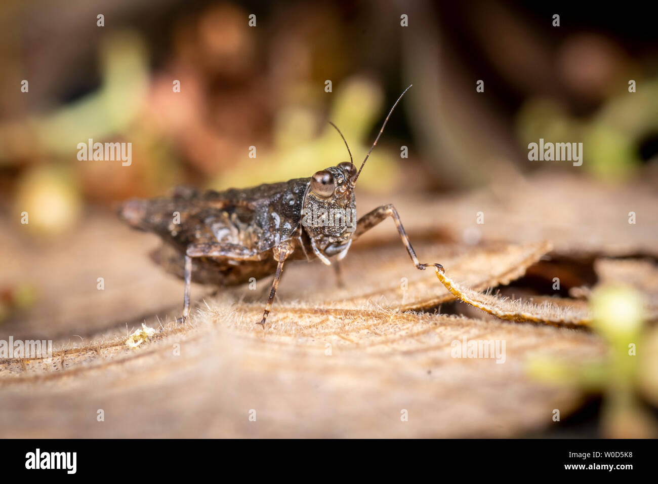 Un pygmée camouflé de la famille Tetrigidae sauterelle Banque D'Images