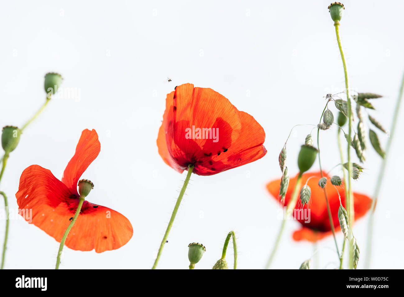 Les coquelicots, les insectes et les herbes avec un ciel blanc Banque D'Images