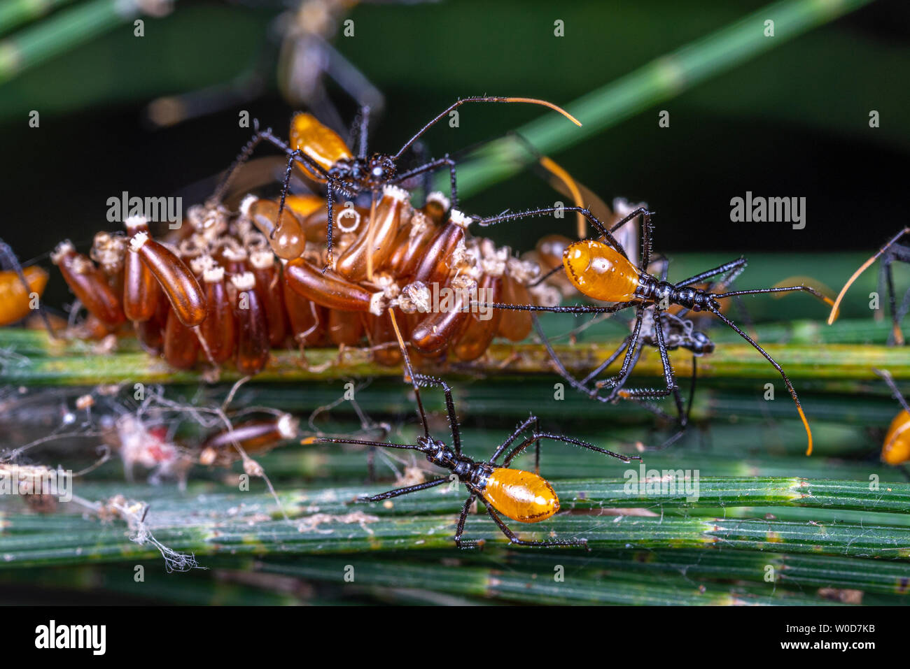 Baby orange assassin bugs, reduvidae, Hémiptères, l'éclosion d'une grappe d'oeufs Banque D'Images