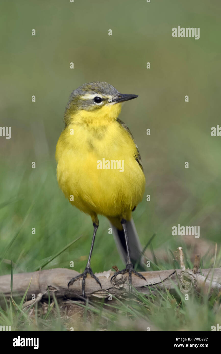 La Bergeronnette printanière Motacilla flava ( ), assis sur une branche exposés sur le terrain, regardant autour, attentif, a l'air drôle, la faune, l'Europe. Banque D'Images