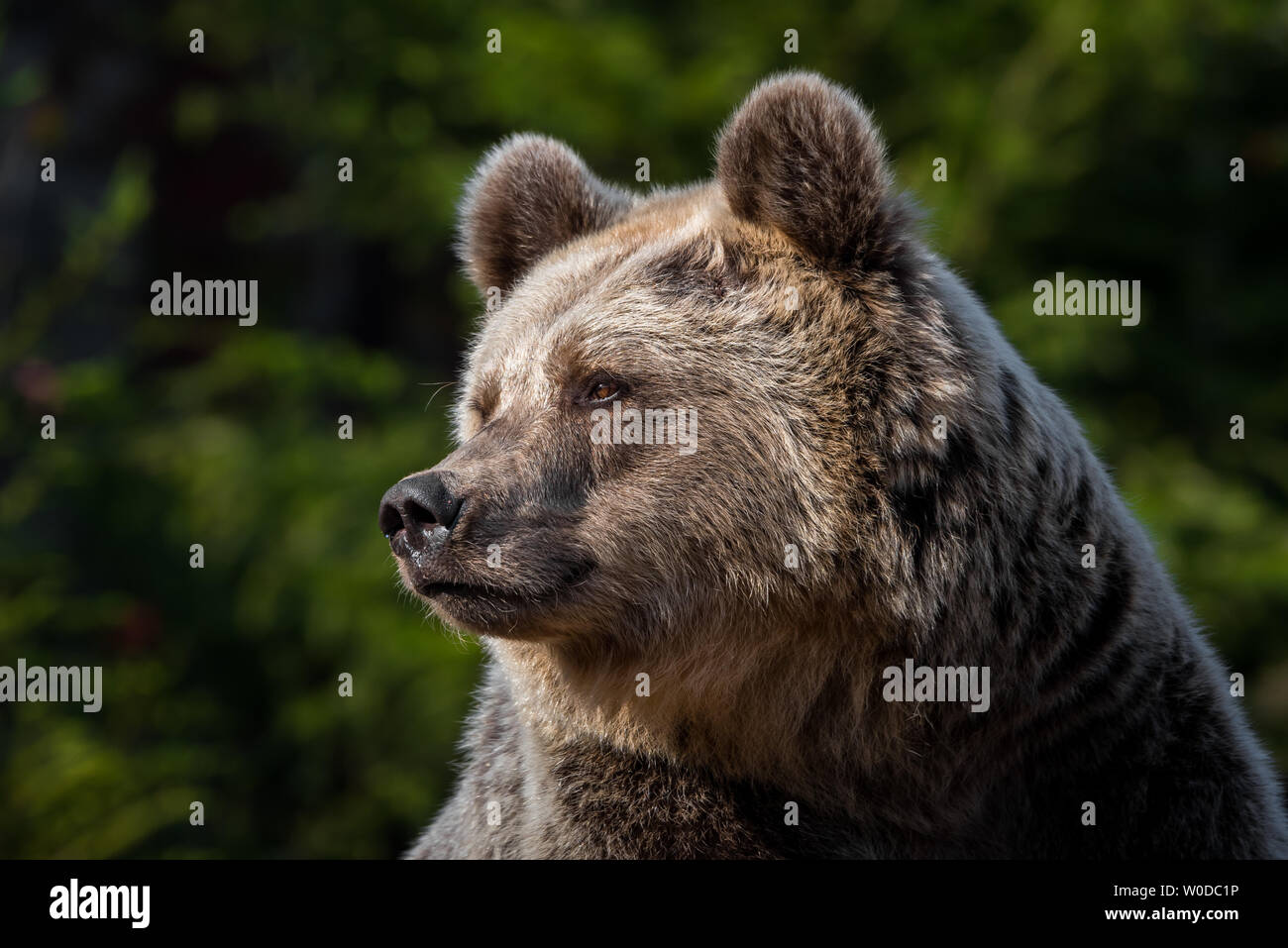 Ours brun européen femelle Banque D'Images