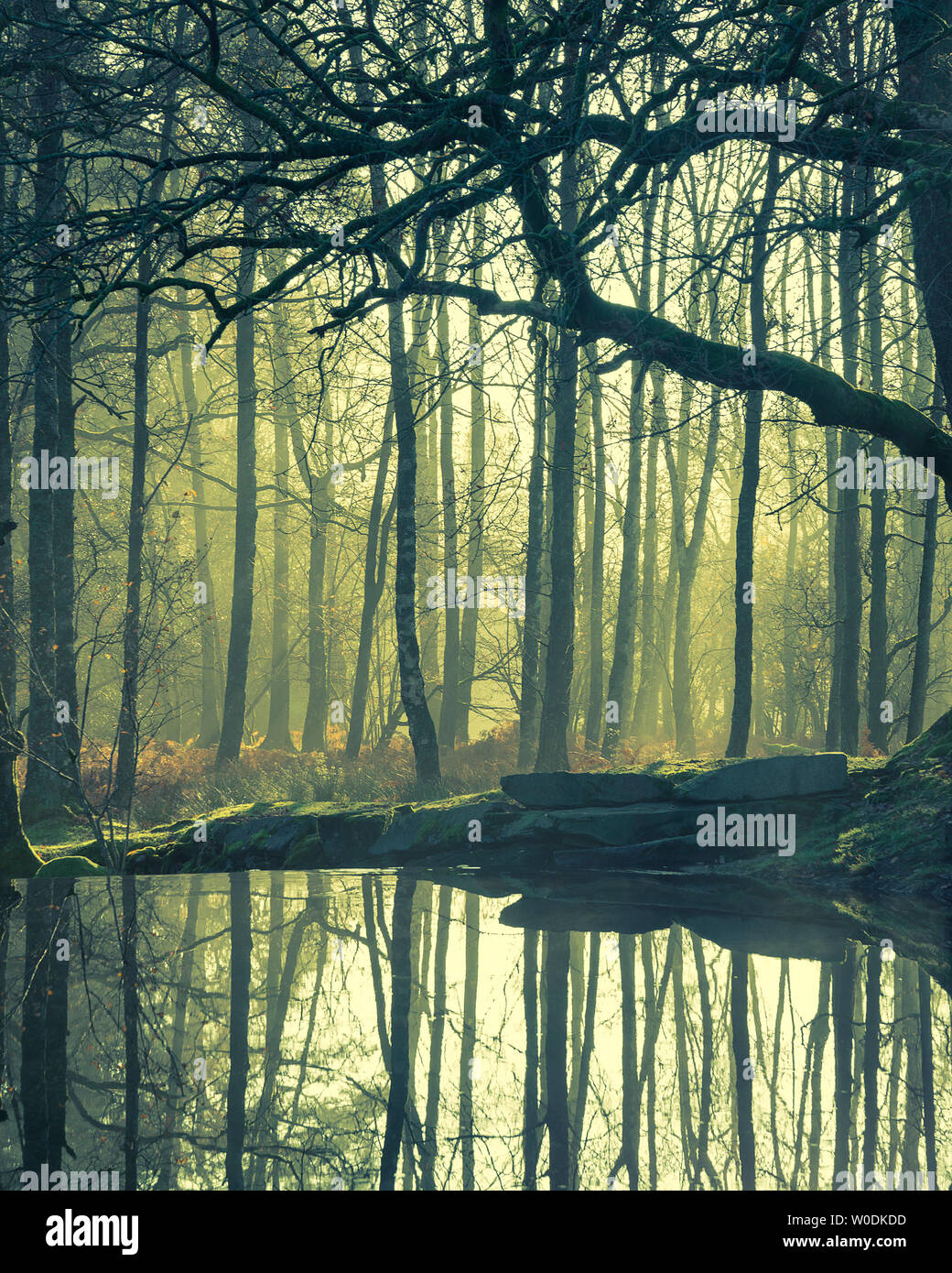 Paysage magnifique image de flux encore dans la forêt de Lake District avec de beaux rayons de soleil qui brillent derrière les arbres se reflétant dans l'eau encore Banque D'Images