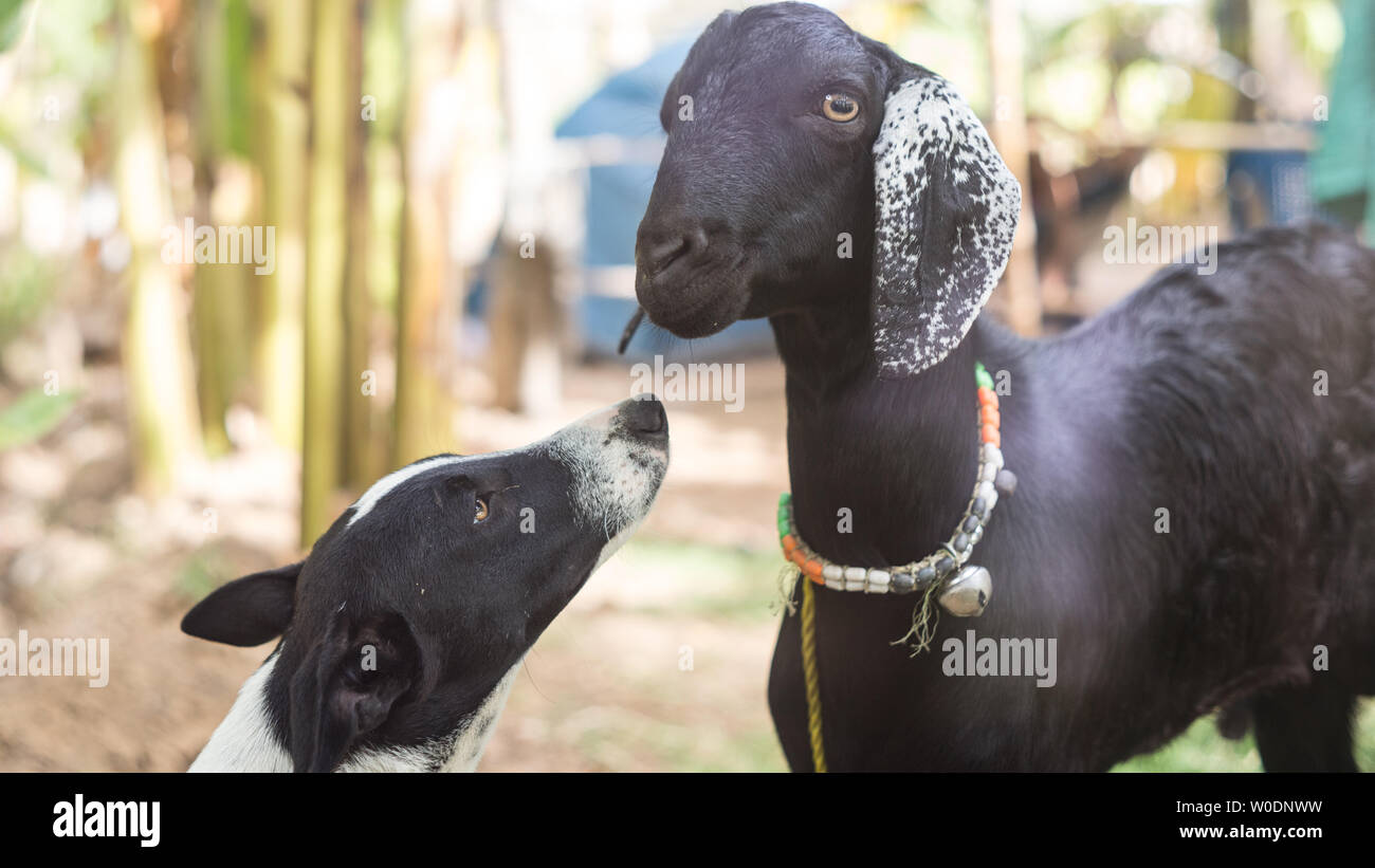 Une chèvre et un chien à l'extérieur un jour d'été Banque D'Images