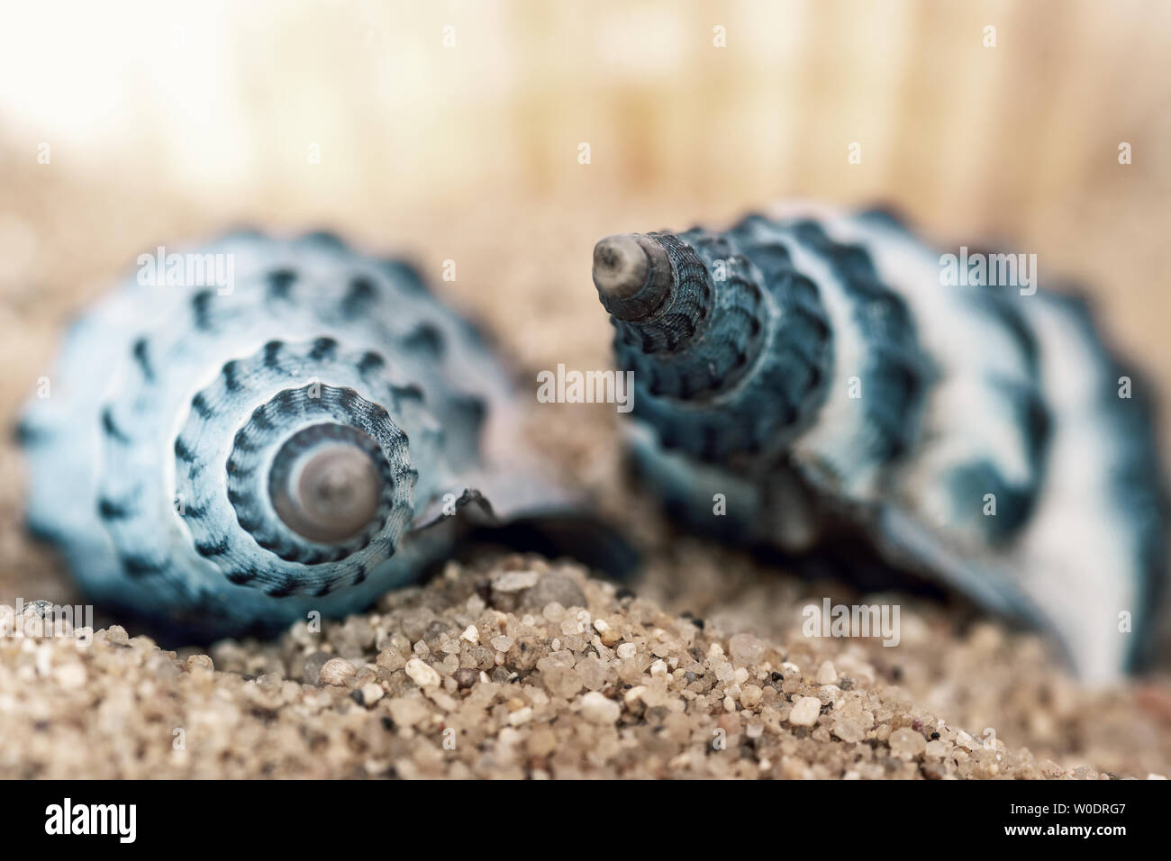 Image abstraite. Deux coquilles de mer bleue. Profondeur de champ. Banque D'Images