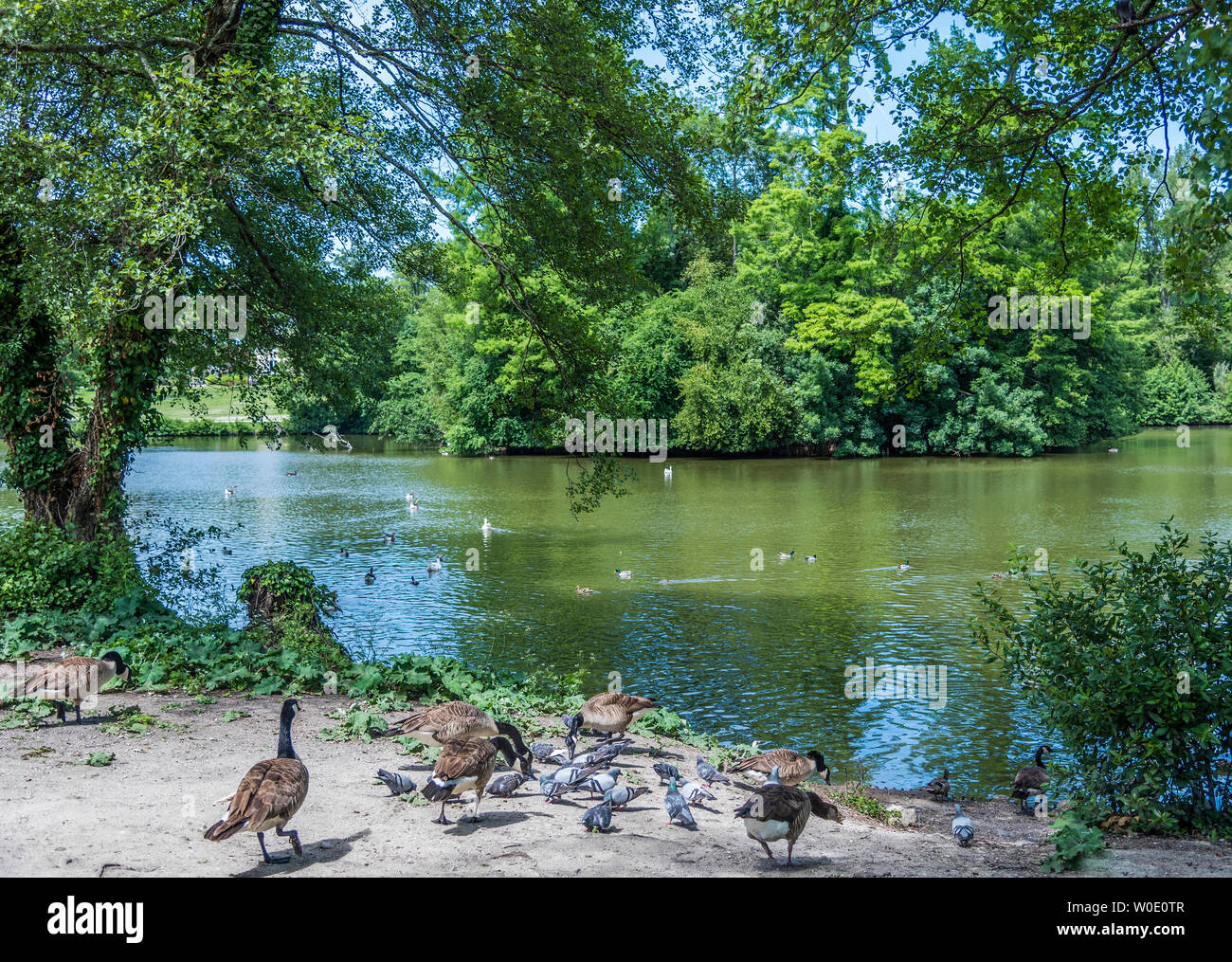 France, Gironde, métropole de Bordeaux, Mérignac, le lac du Parc de Bourran  Photo Stock - Alamy