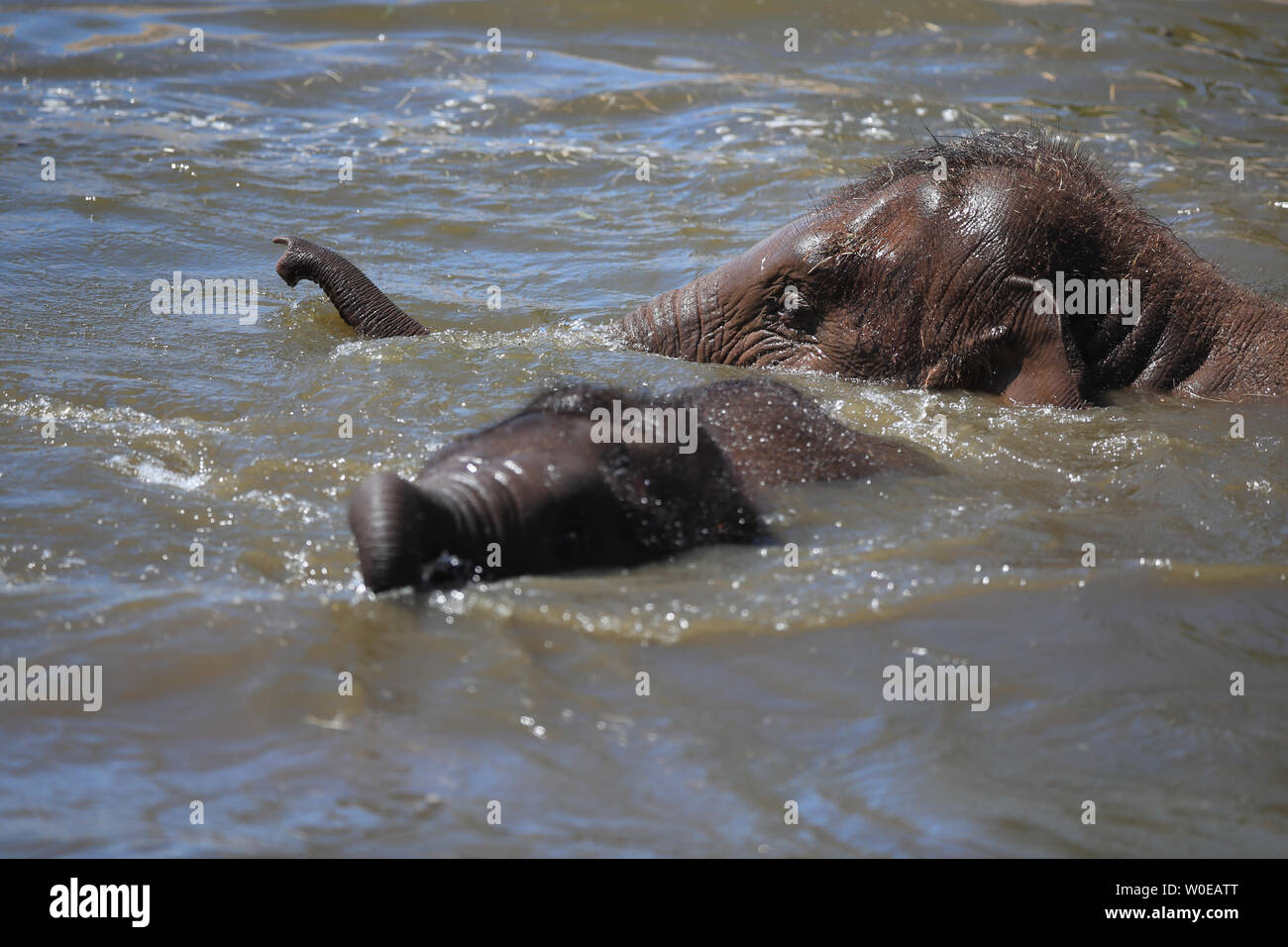 Les éléphants jouent dans l'eau dans le Zoo de Chester que les températures continuent à augmenter à travers le Royaume-Uni. Les températures devraient grimper aussi haut que 31C (88F) ce week-end comme une vague de chaleur se propager sur certaines parties de l'Europe se fait sentir dans la Grande-Bretagne. Banque D'Images