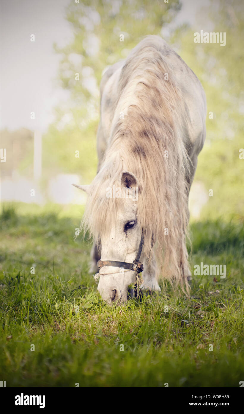 Cheval blanc avec une longue crinière sur le pâturage pâturage Banque D'Images