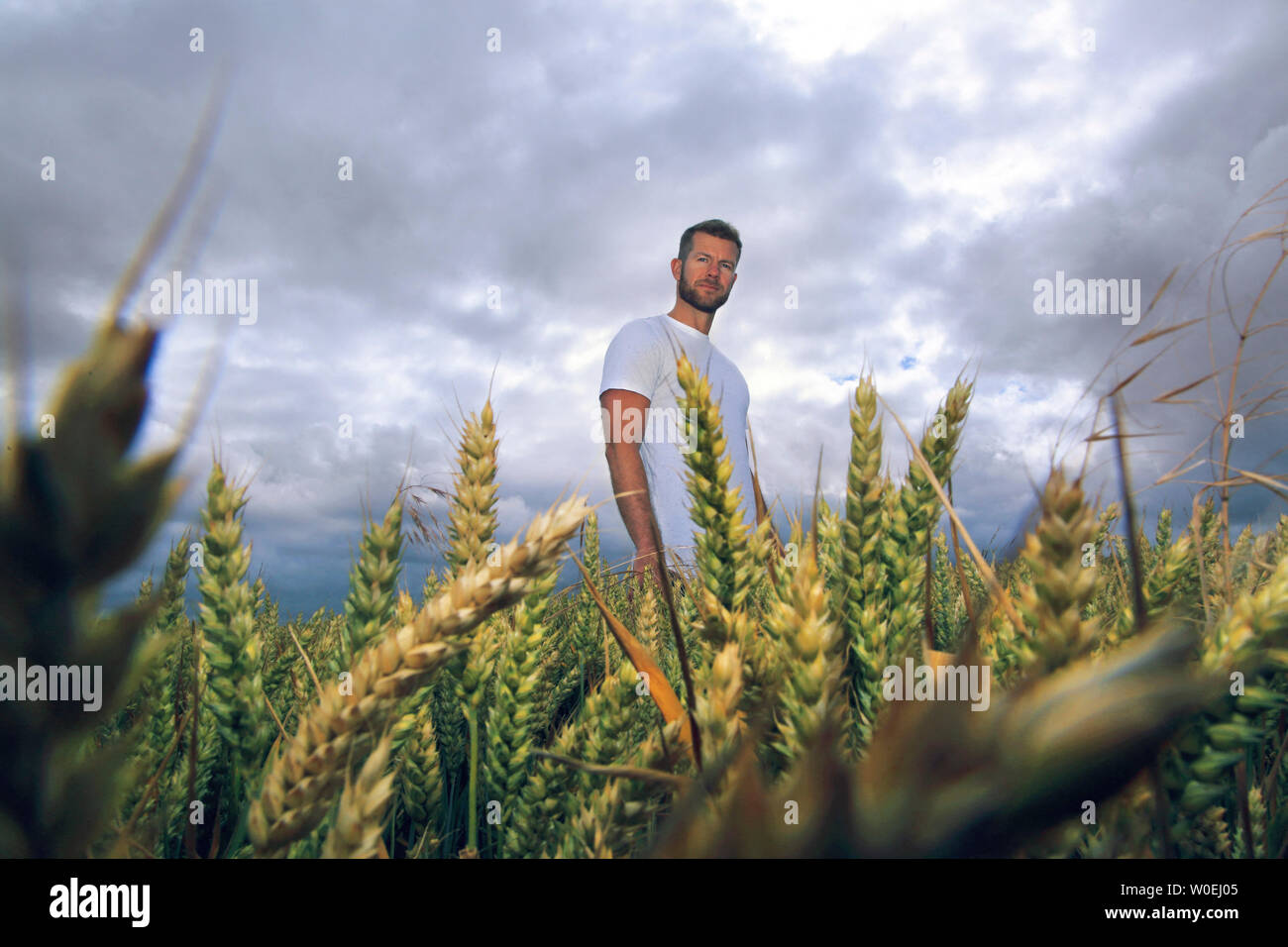 Jeune homme dans un champ de blé Banque D'Images
