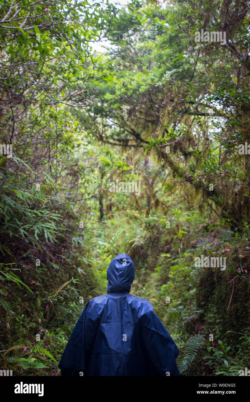 Une femme sous la pluie bleu azur marche sur un sentier dans la montagne bleue, Jamaïque Banque D'Images