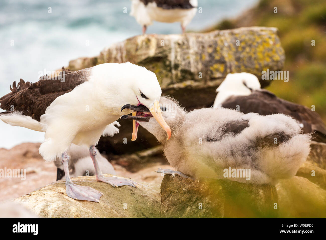 Le merle noir colonie sur l'île de West Point, Falklands. Les oiseaux adultes régurgite la nourriture pour poussins affamés feeing directement de parents beak Banque D'Images