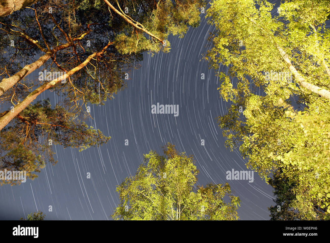 Bourgogne. Yonne (89). Région de Saint Fargeau et Boutissaint. Nuit rare image montrant l'étoile du coeur de la forêt. Star Trails (1 heure). Banque D'Images