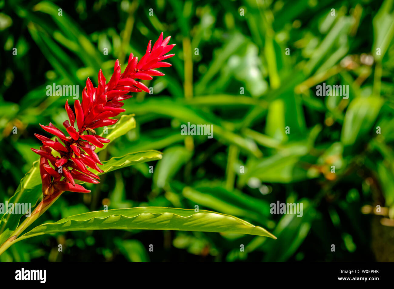 Close up of a red Ginger capitule en pleine floraison sur les Montagnes Bleues, Jamaïque Banque D'Images