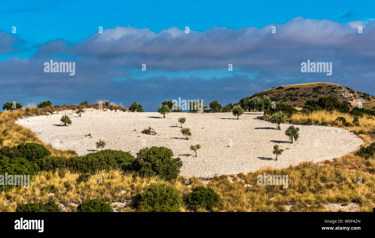 L'Espagne, communauté autonome de Madrid, province de Madrid, d'oliviers à la campagne autour Chinchon Banque D'Images