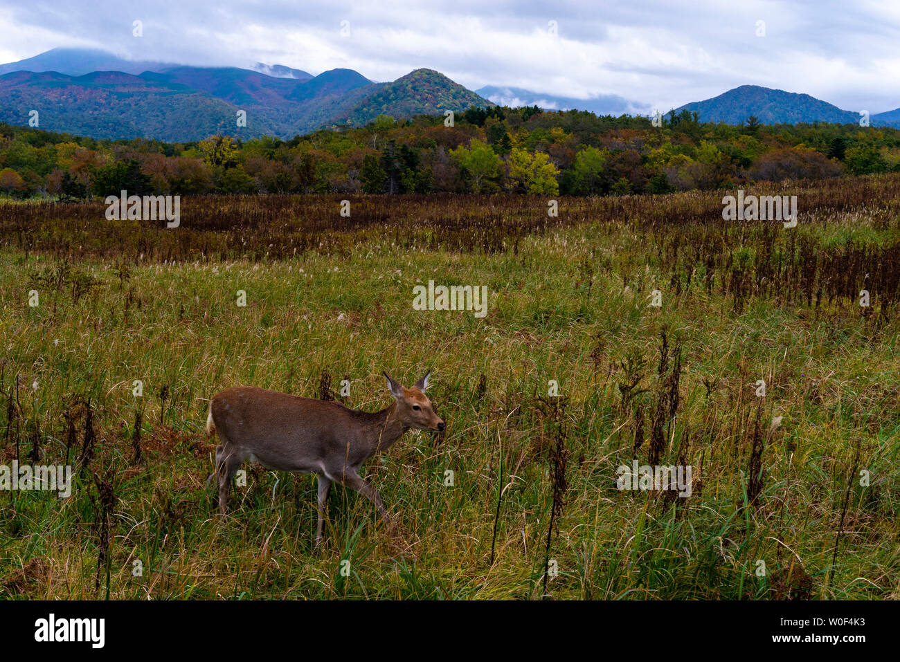 Cinq lacs, le parc national de Shiretoko, l'Unesco patrimoine mondial, Hokkaido Prefecture, Japan Banque D'Images