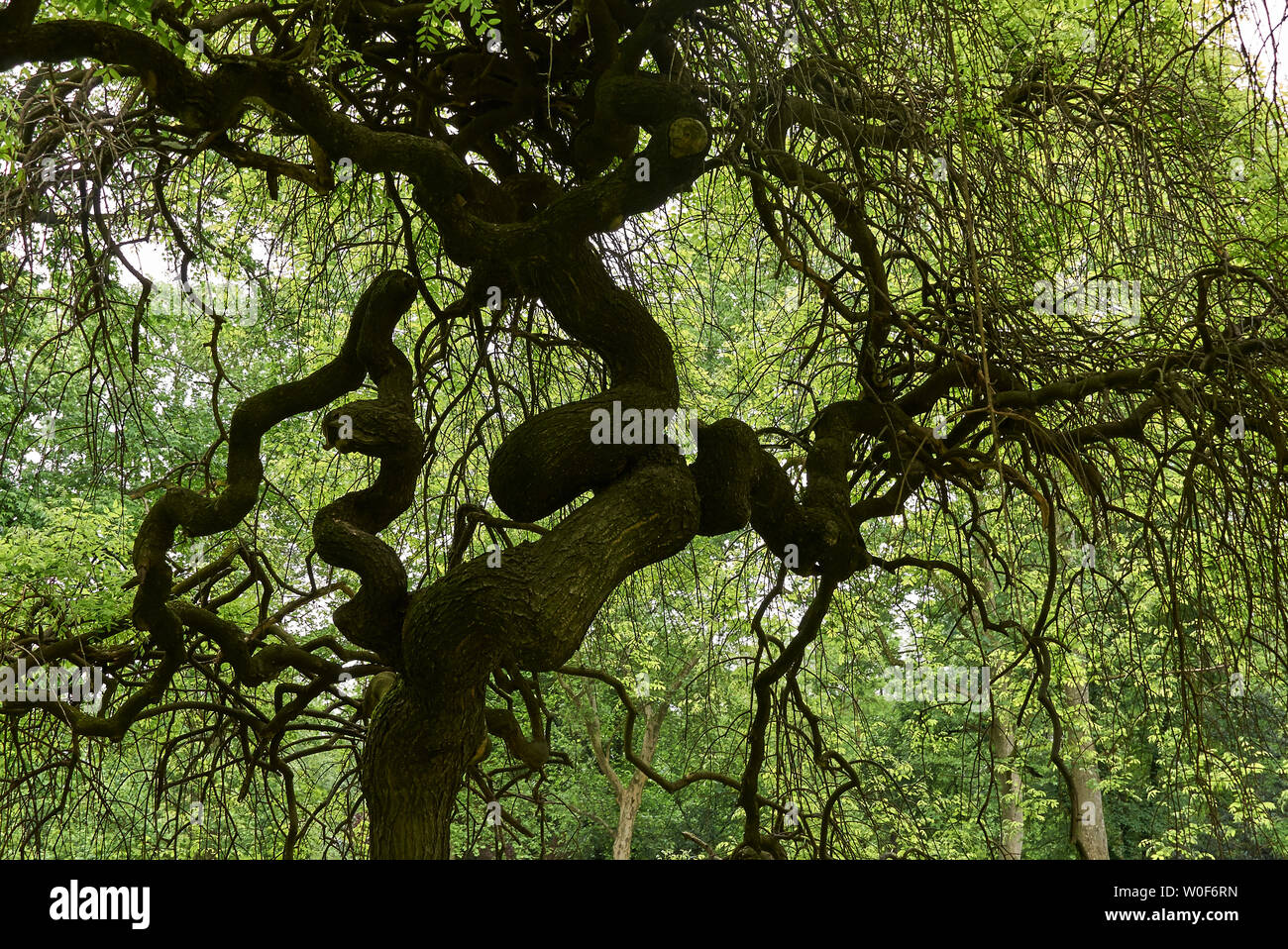 Styphnolobium japonicum pendula Banque D'Images