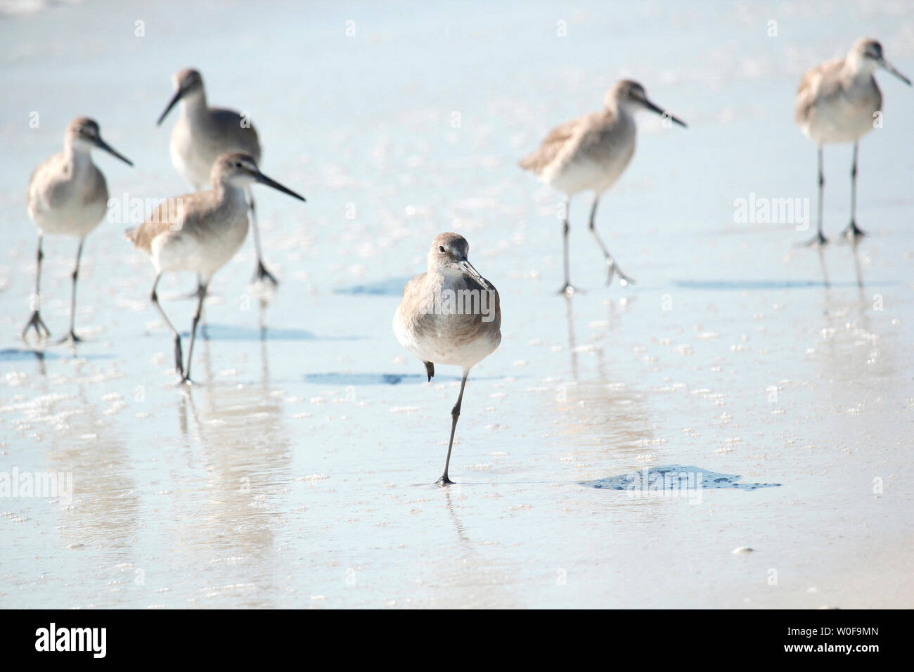 USA. La Floride. Fort Myers Beach, parc d'état de Lovers Key. La plage. Bécasseaux. Banque D'Images