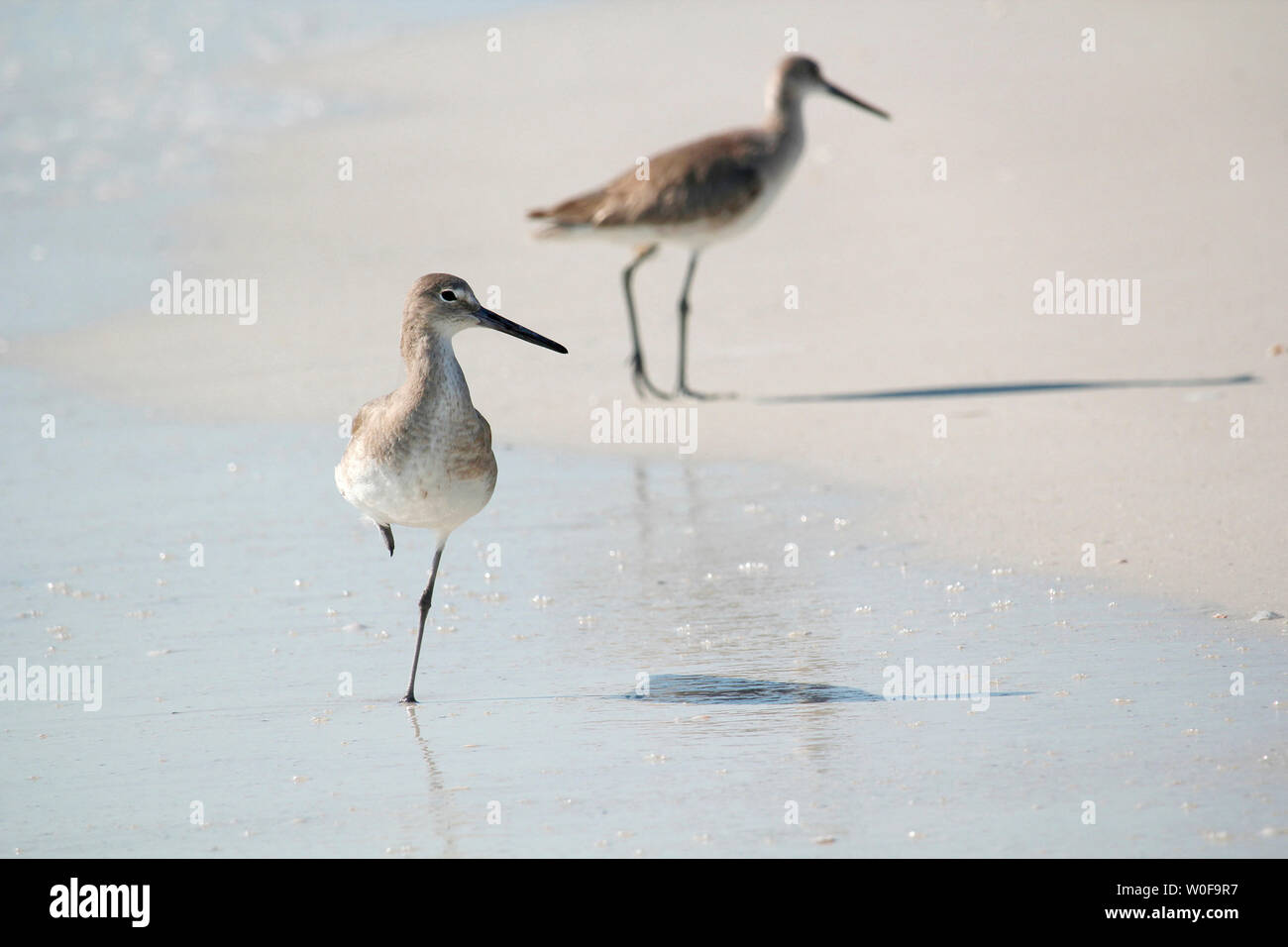 USA. La Floride. Fort Myers Beach, parc d'état de Lovers Key. La plage. Bécasseaux. Banque D'Images