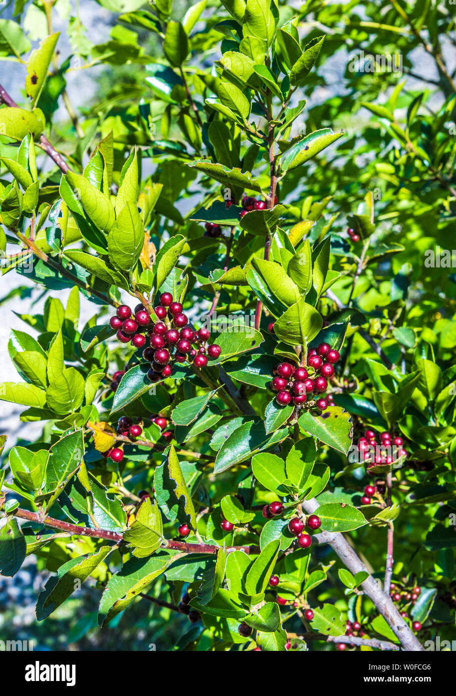 France, parc naturel régional, des Causses du Quercy, Lot, l'espace naturel sensible de la vallée de l'Alzou, nerprun méditerranée Banque D'Images