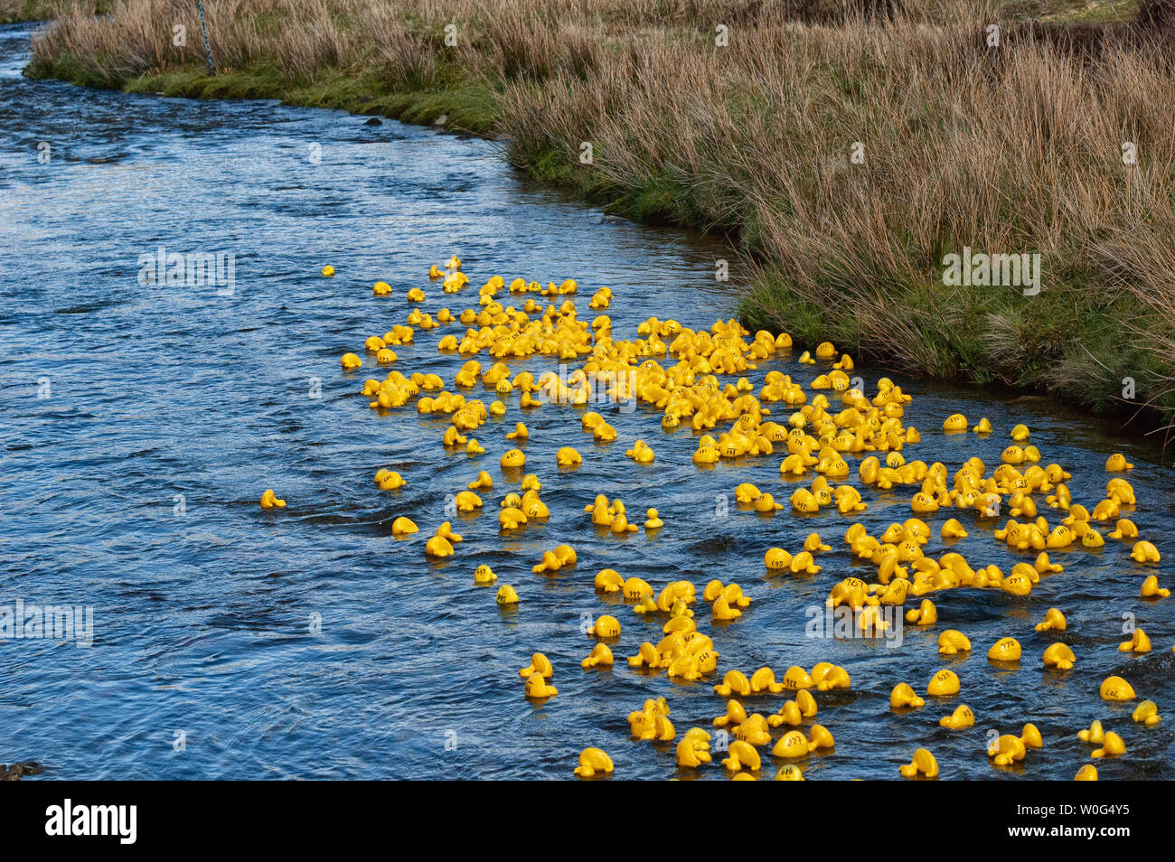 Un ruisseau plein de canards en plastique jaune Banque D'Images