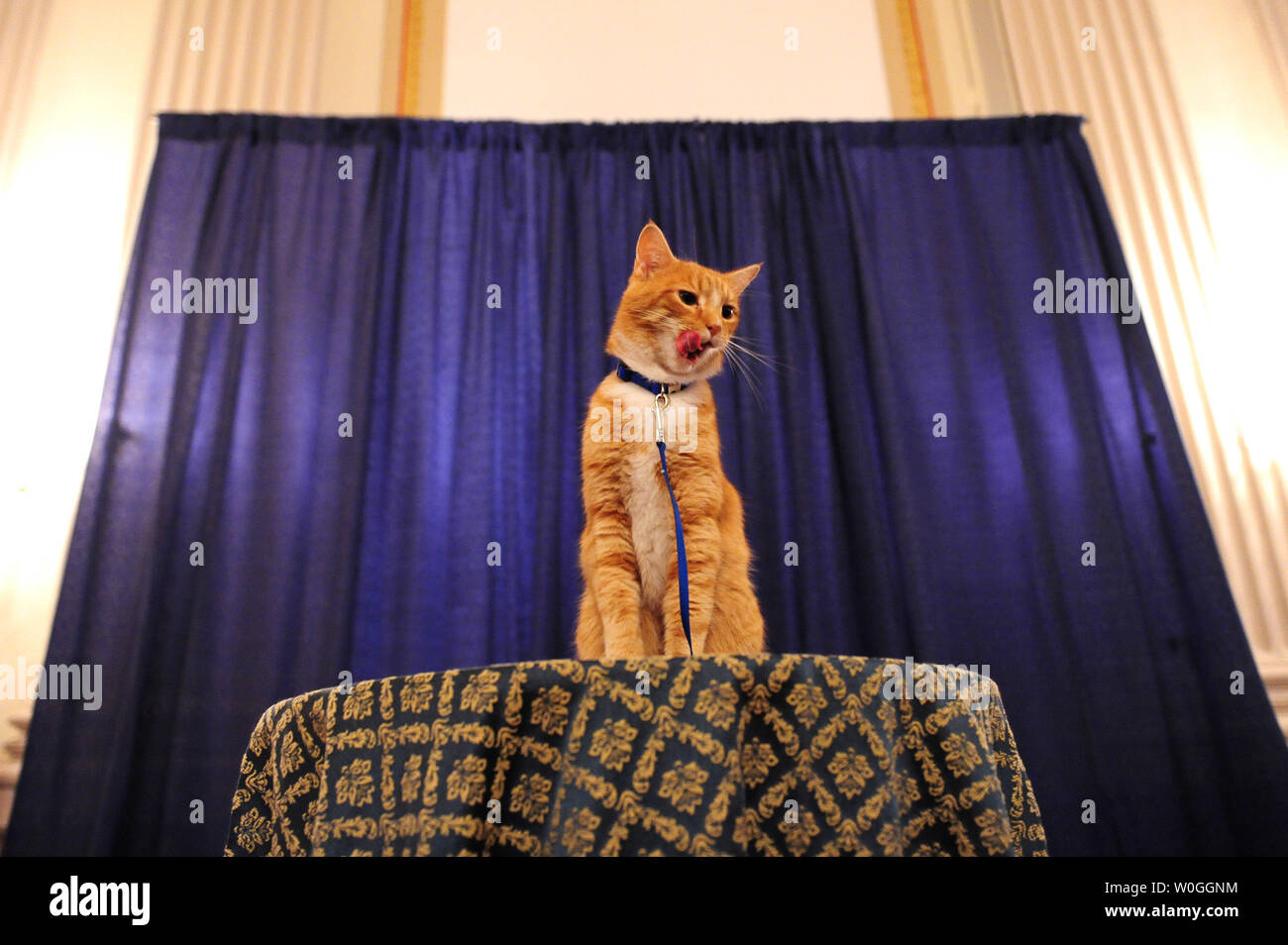 Cheeto, le 3-ans tabby orange qui a joué dans le film Azrael 'Les Schtroumpfs' pose pour des photos lors de la réception sur la célébrité presque Animal de la colline du Capitole à Washington le 22 septembre 2011. UPI/Kevin Dietsch Banque D'Images