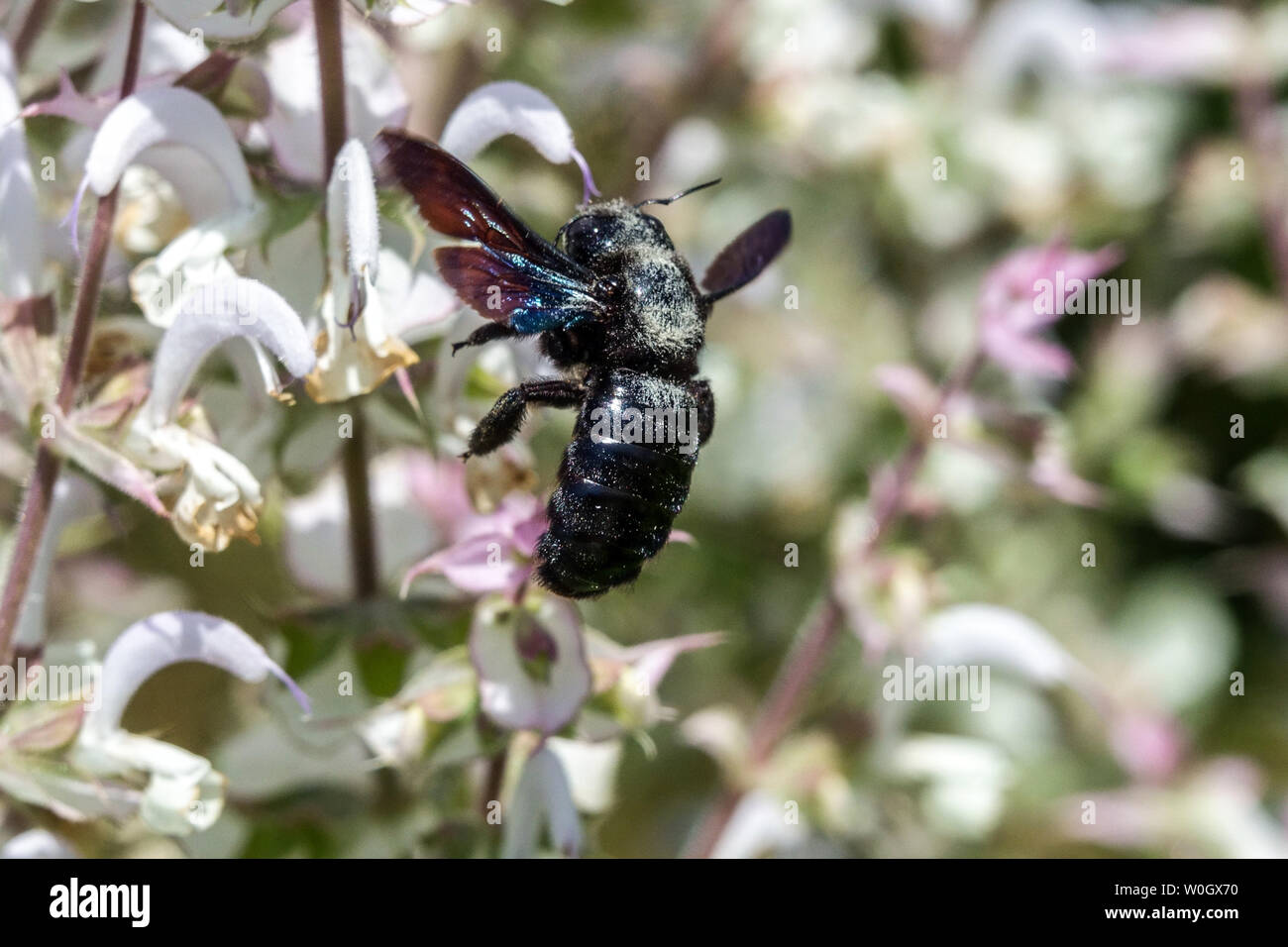 Grande abeille Violet Carpenter sur fleur Xylocopa sur la sclère Salvia Banque D'Images