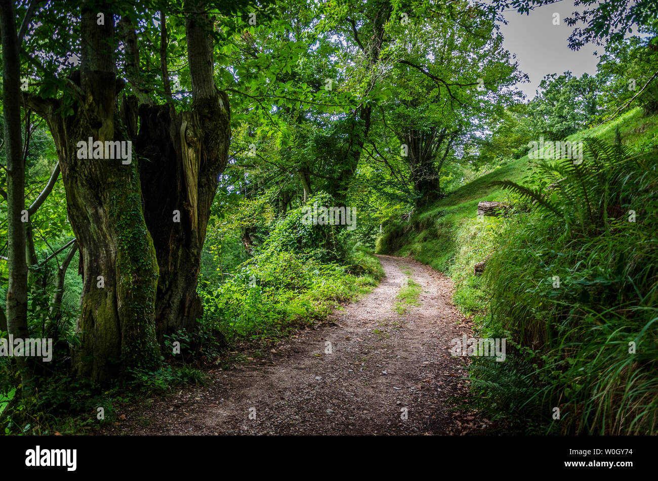 Forêt d'Atlante da Devesa Rogueira dans la Sierra O'Courel Lugo Espagne Banque D'Images