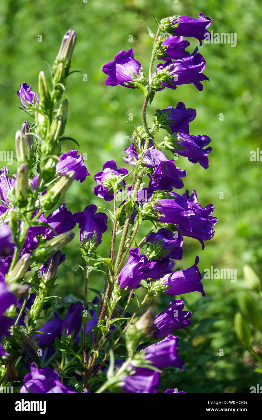 Canterbury Bells, Campanula medium 'Single Blue' Banque D'Images