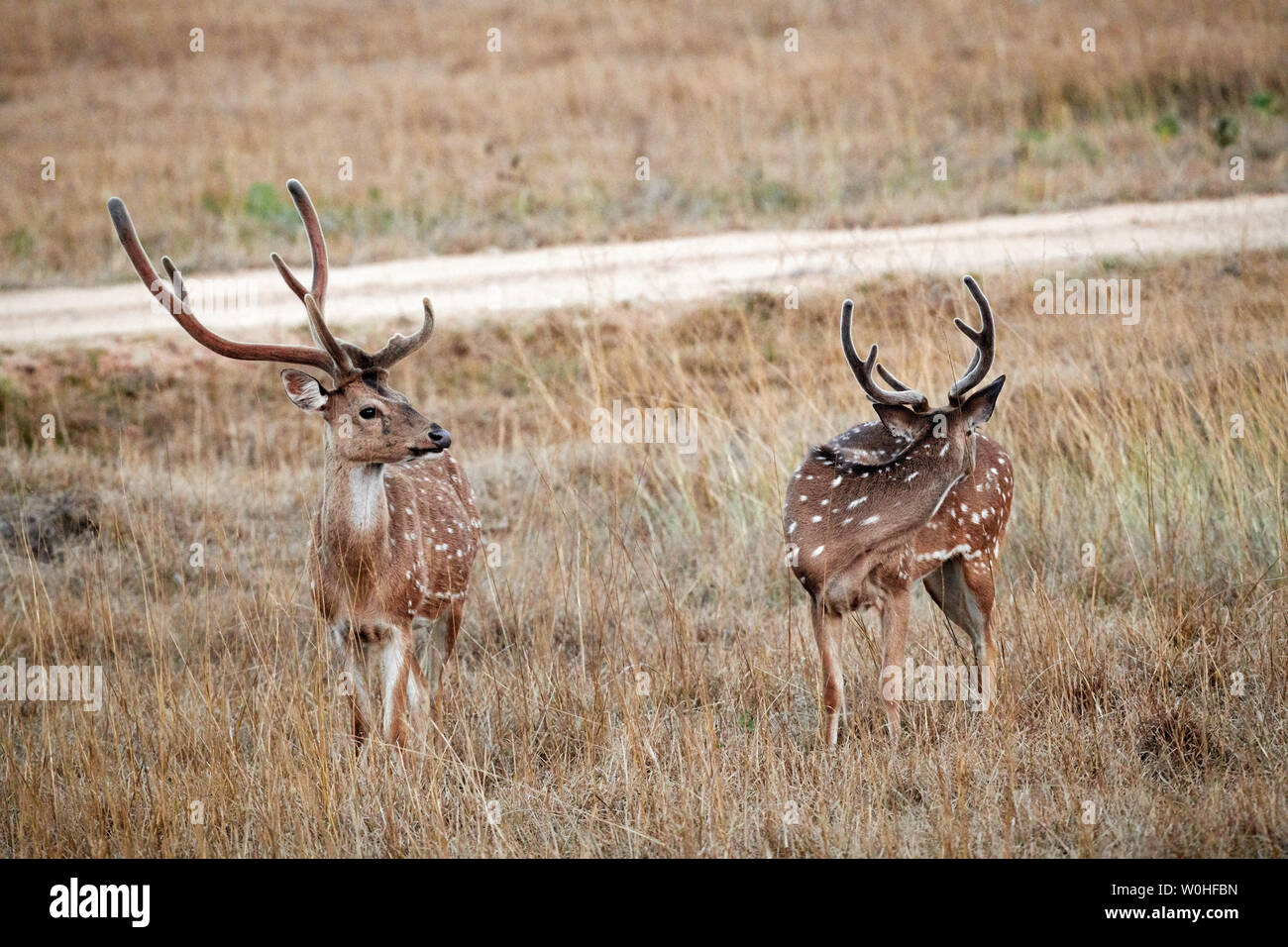 Deux cerfs tachetés ou axis, Axis axis, Bandipur Tiger Reserve, Karnataka, Inde Banque D'Images
