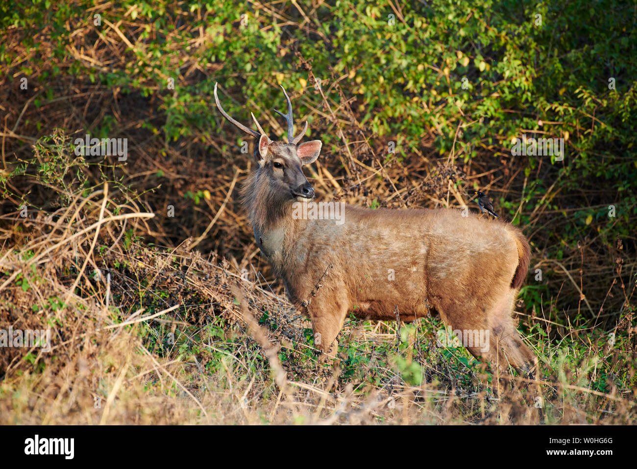 Cerfs Sambar, Rusa unicolor, Bandipur Tiger Reserve, Karnataka, Inde Banque D'Images