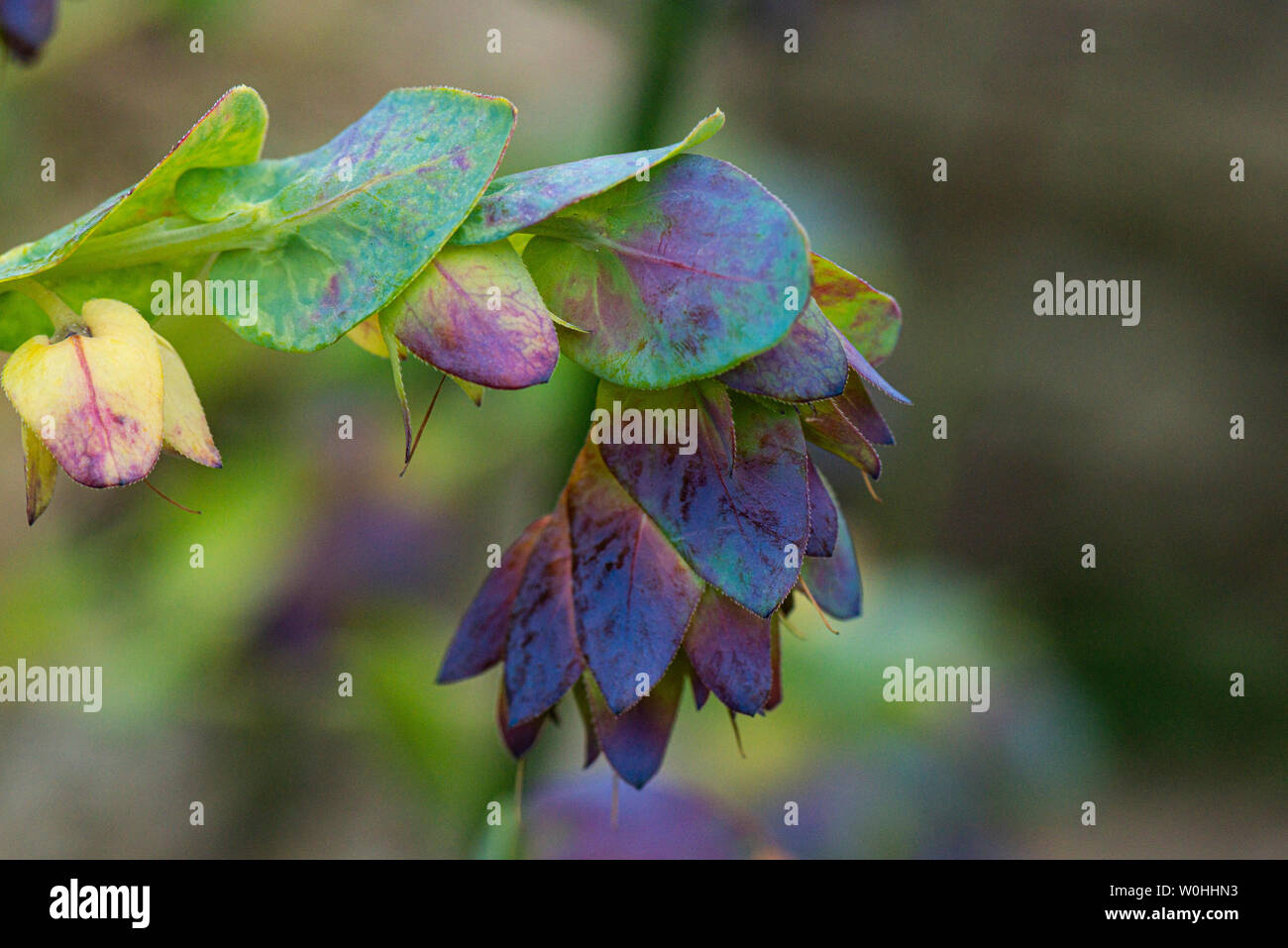 Un honeywort 'Purpurascens' (Cerinthe major 'Purpurascens') Banque D'Images