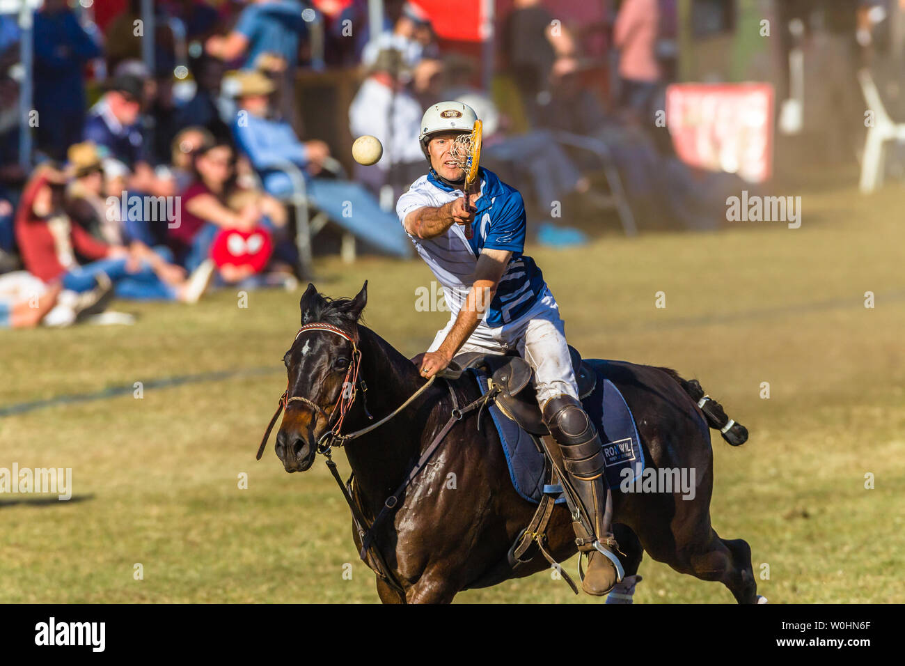 Polocrosse sport équestre poney cheval-cavalier joueurs libre de jeu rapide à l'action. Banque D'Images