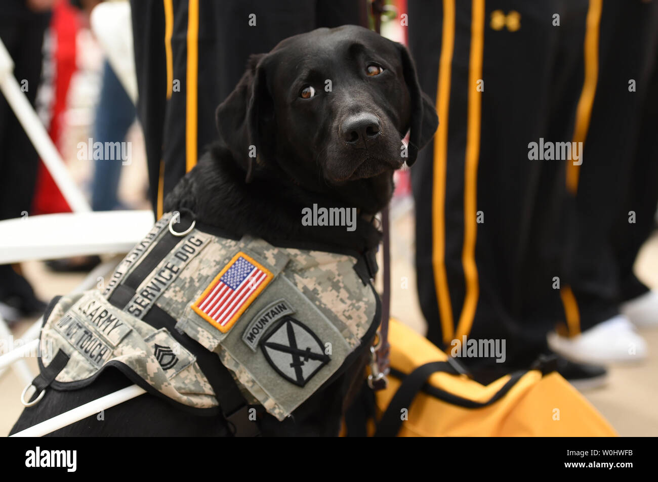 Une armée chien d'attentes au cours de la cérémonie d'ouverture du ministère de la Défense 2015 Warrior Jeux à l'United States Marine Corps Base à Quantico, en Virginie, le 19 juin 2015. Photo par Molly Riley/UPI Banque D'Images