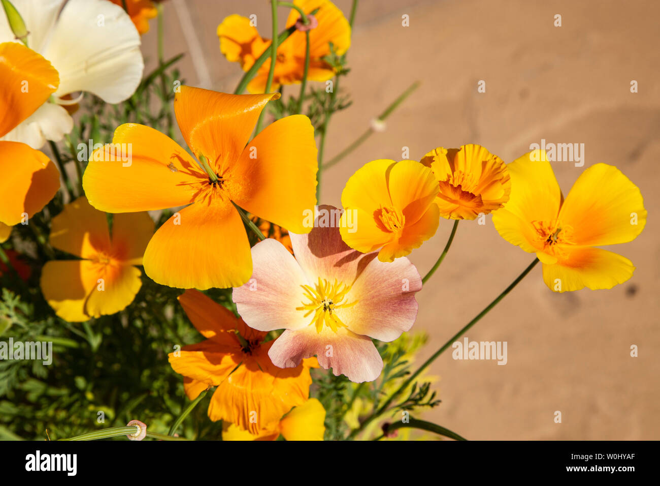 Pavot de Californie La Californie, Mission Bells, Eschscholzia californica, Banque D'Images