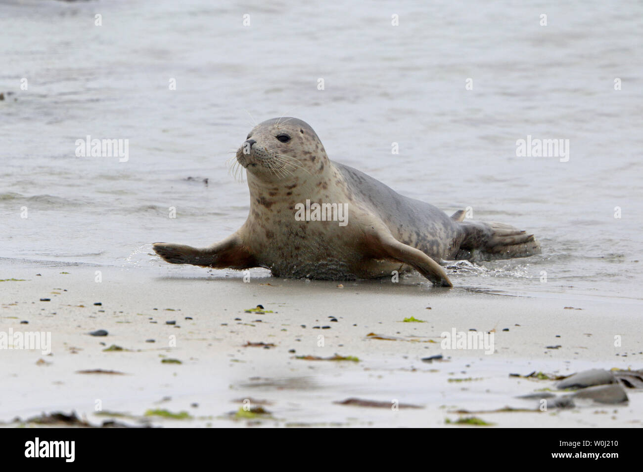 Sceau commun sur l'Écosse Orcades Ronaldsay Banque D'Images