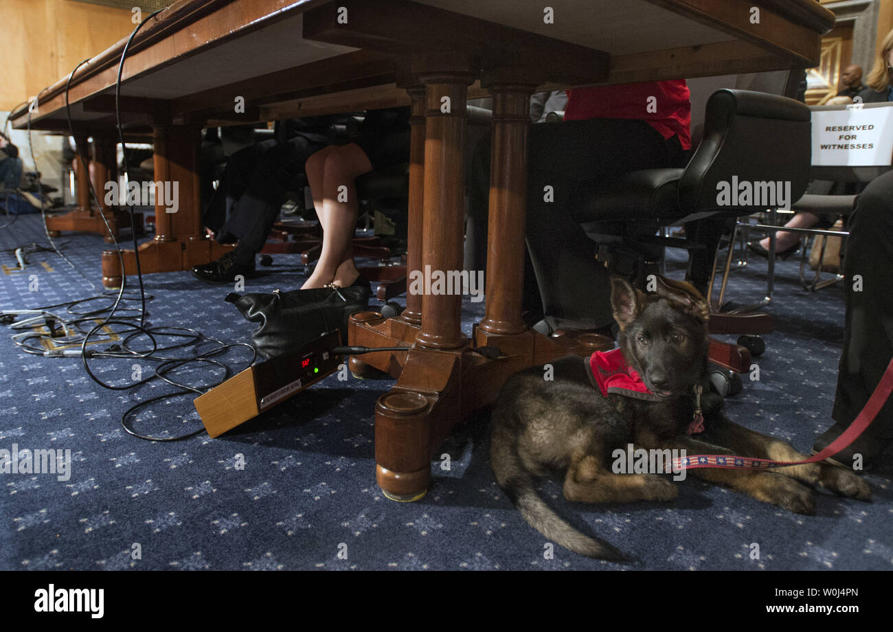 Jerry, une inspection de 10 mois dans la formation de chien, est assis sous une table lors d'un Sénat Sécurité intérieure et les affaires gouvernementales audition sur les programmes de détection canine et la sécurité intérieure, sur la colline du Capitole à Washington, D.C. le 3 mars 2016. Photo par Kevin Dietsch/UPI Banque D'Images