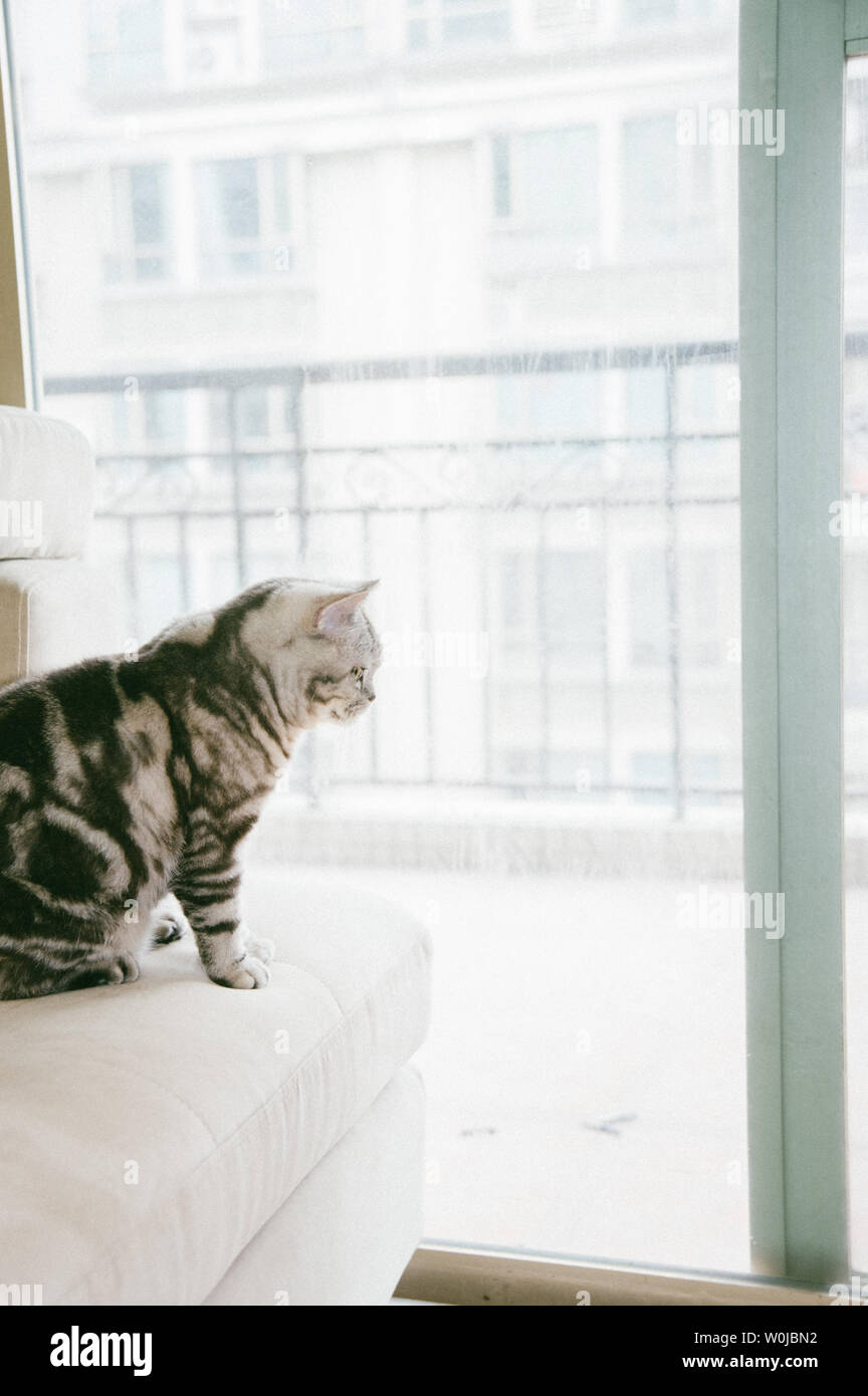 Accueil Mignon Belle Chat Tigre Corps Mou De Yoga D Animaux Etranges De Couchage Accueil Sage Animal Domestique Photo Stock Alamy Accueil Mignon Belle Chat Tigre Corps Mou De Yoga D Animaux Etranges De Couchage Accueil Sage Animal Domestique Photo Stock Alamy