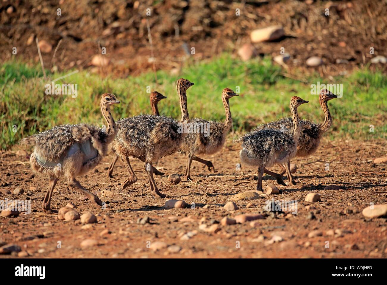 Autruche d'Afrique du Sud (Struthio camelus australis), groupe de poussins, d'exécution, Oudtshoorn, Western Cape, Afrique du Sud Banque D'Images