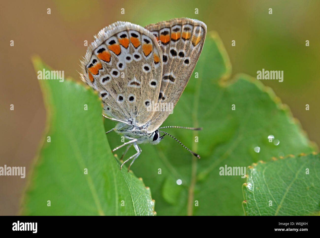 Papillon bleu commun sur une feuille verte dans le jardin Banque D'Images