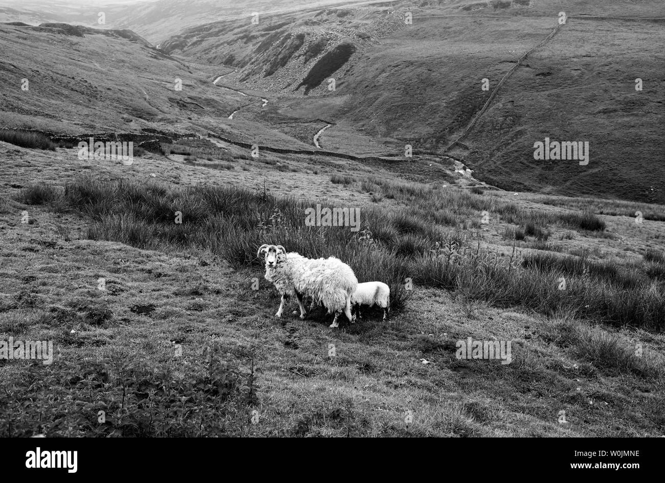 Le Derbyshire UK - des moutons paissant sur le Peak District distant hills juste en dehors de Buxton sur la route de Congleton Banque D'Images