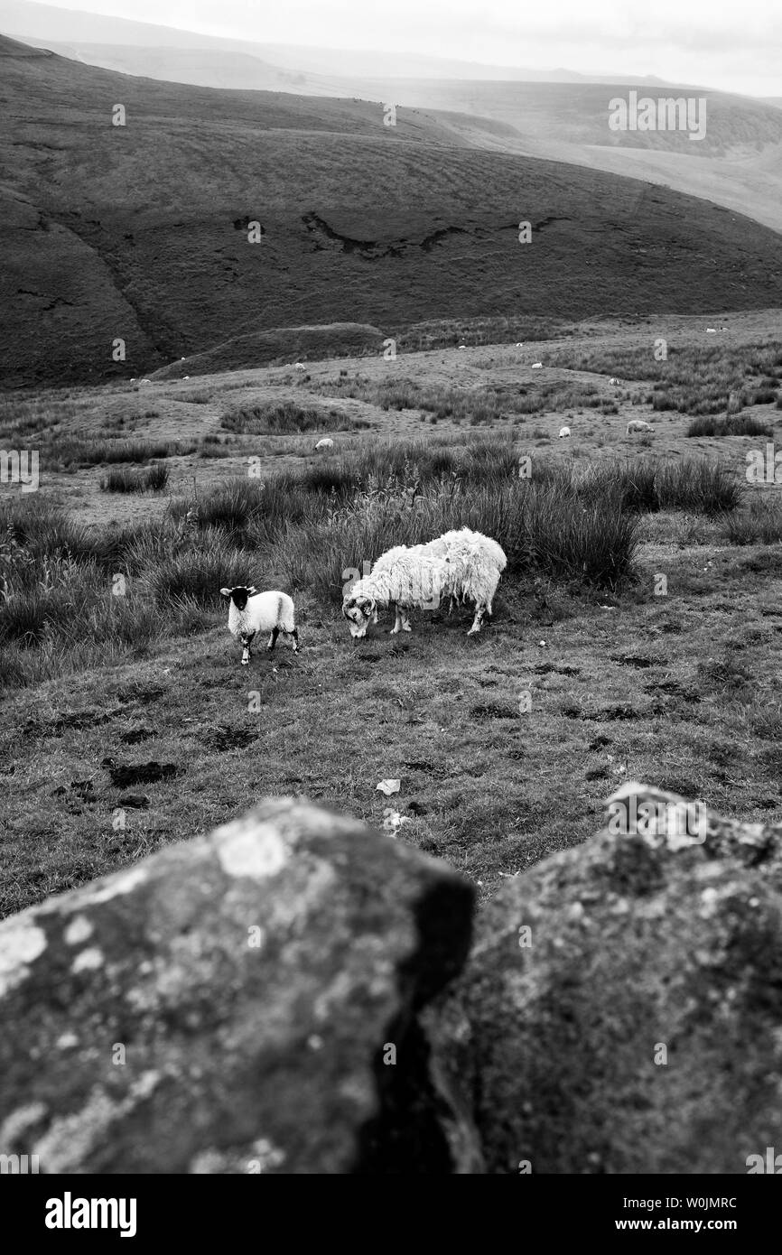 Le Derbyshire UK - des moutons paissant sur le Peak District distant hills juste en dehors de Buxton sur la route de Congleton Banque D'Images