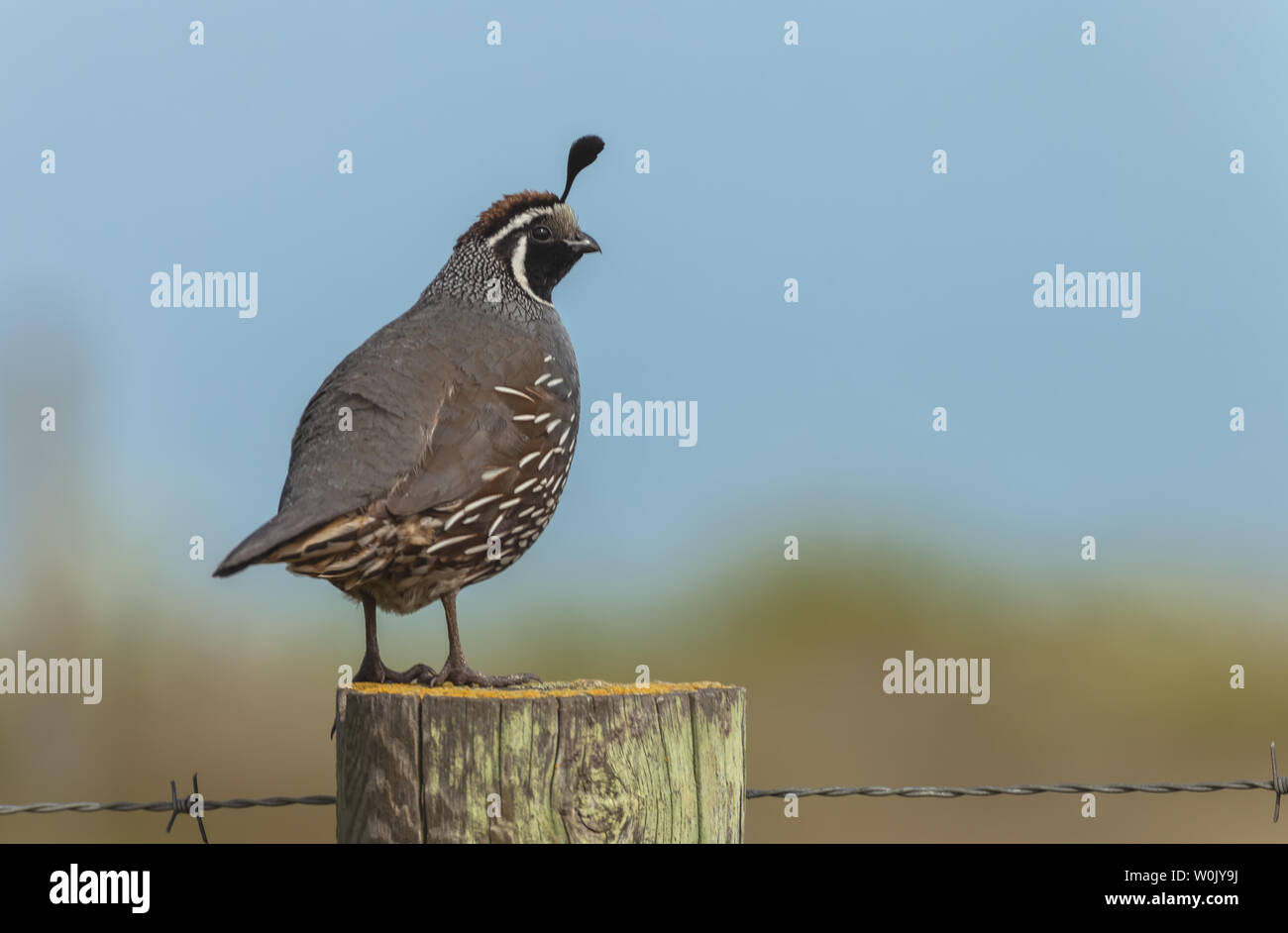 Portrait d'un colin de Californie (Callipepla californica) perching on sondage en bois, Point Reyes National Seashore, Californie, USA. Banque D'Images