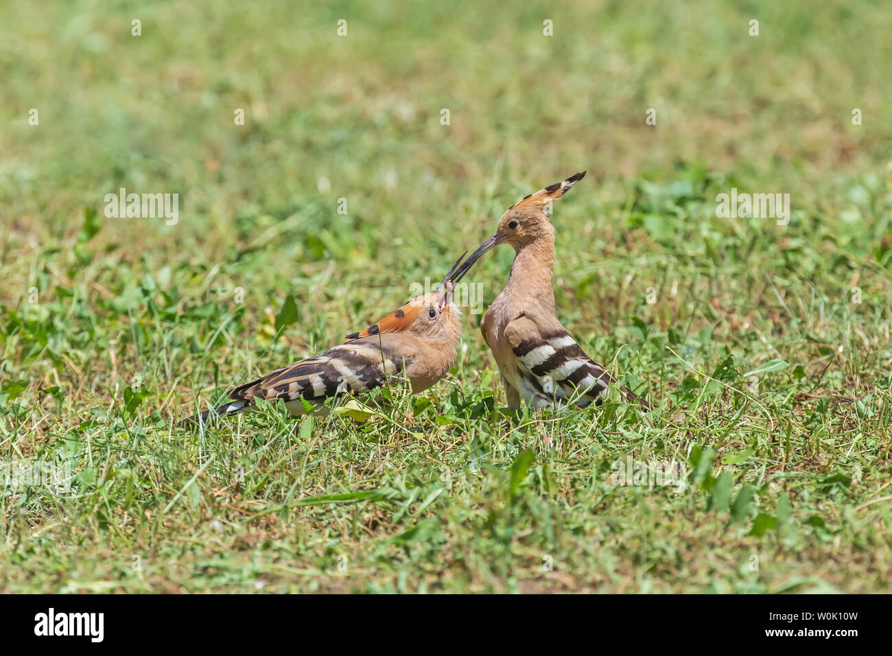 Close up de l'huppe blottie dans l'herbe Banque D'Images